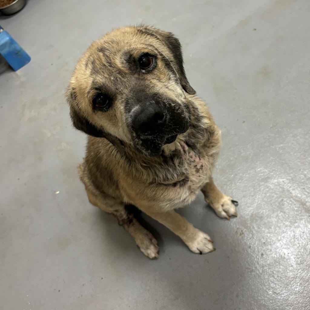 Enlarge Chuck- (Chaucer), a Adoptable Mixed Breed in Beckley, WV image 6/6
