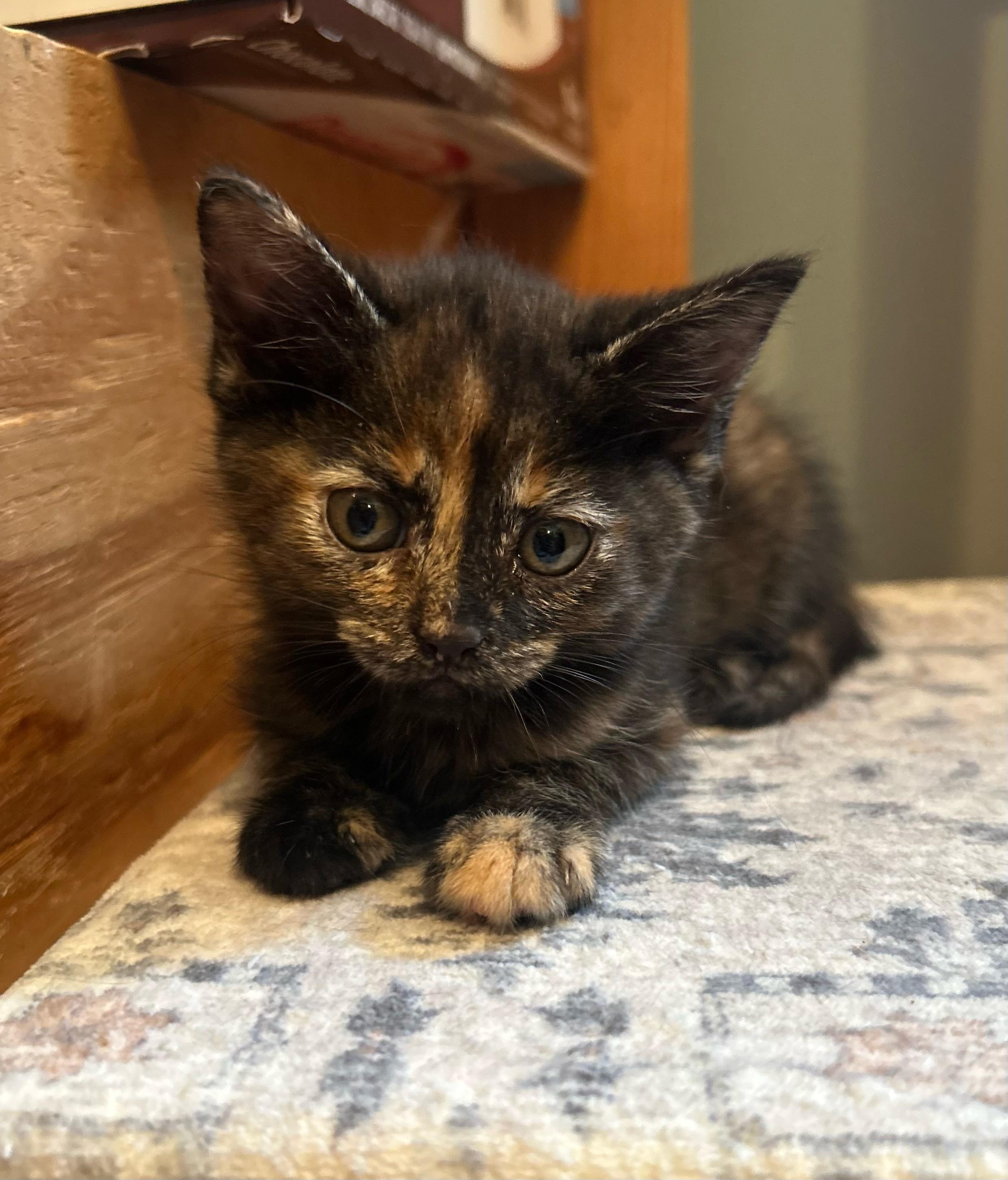 Ethel, Baby Female unknown