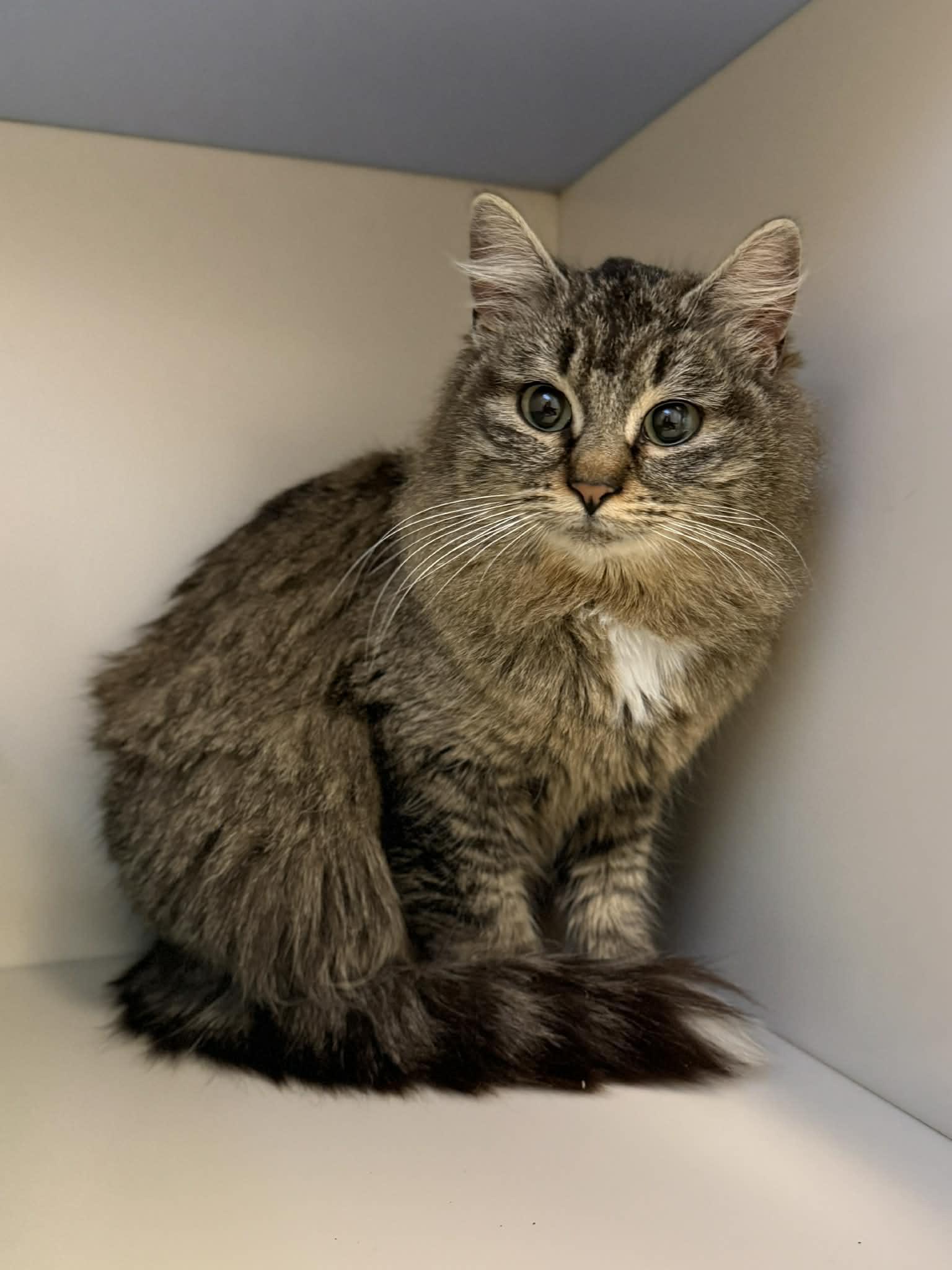 Enlarge Chloe, a Adoptable Domestic Long Hair in Elizabethtown, NY image 1/1