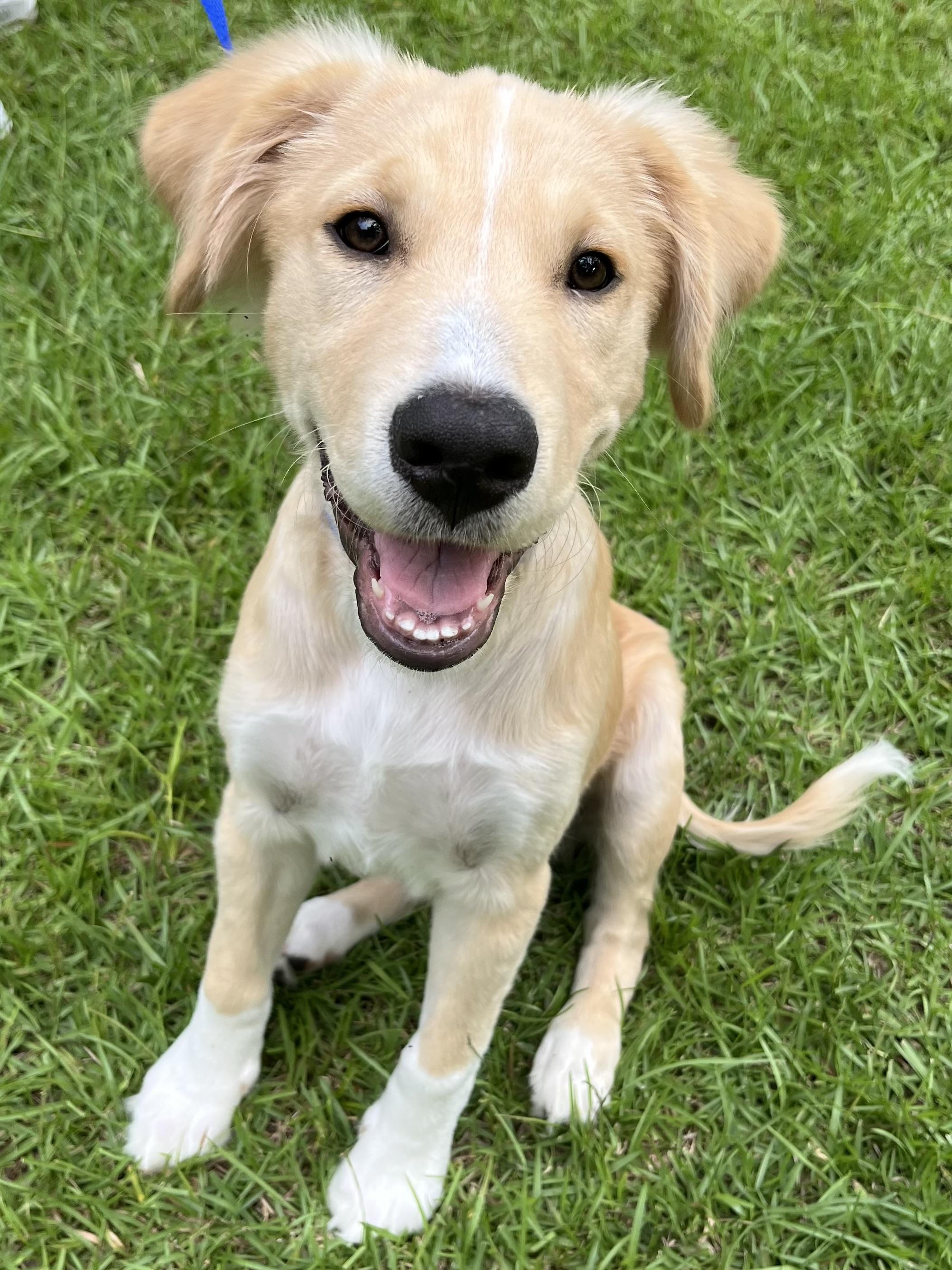 Enlarge Buddy, an adopted mixed breed in Barnwell , SC image 5/6