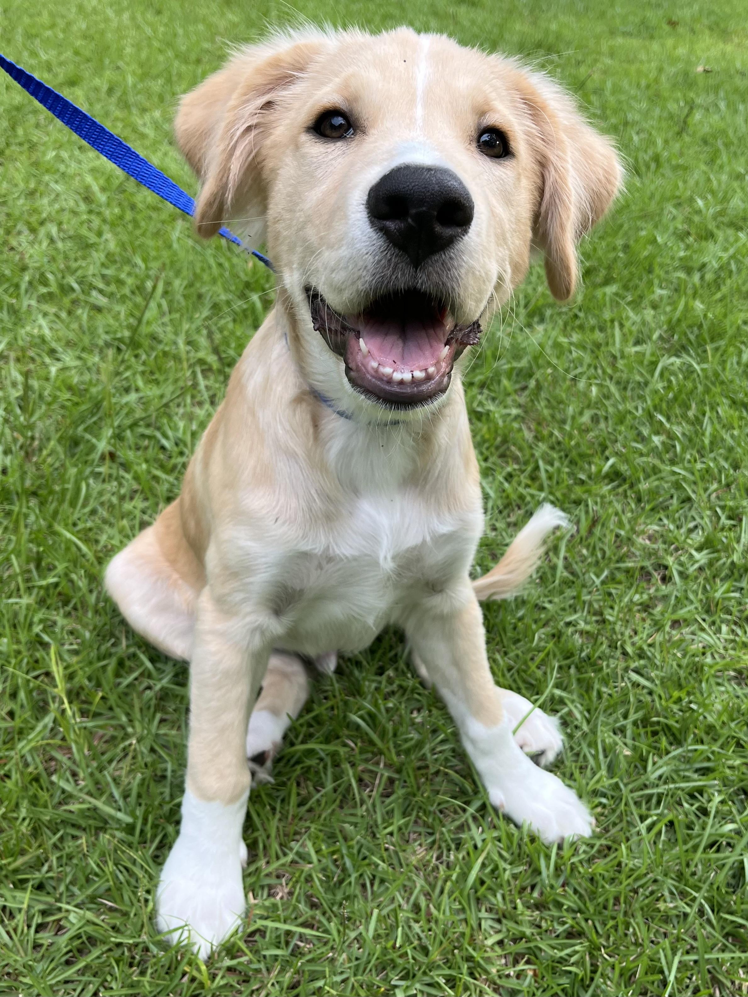 Enlarge Buddy, an adopted mixed breed in Barnwell , SC image 1/6