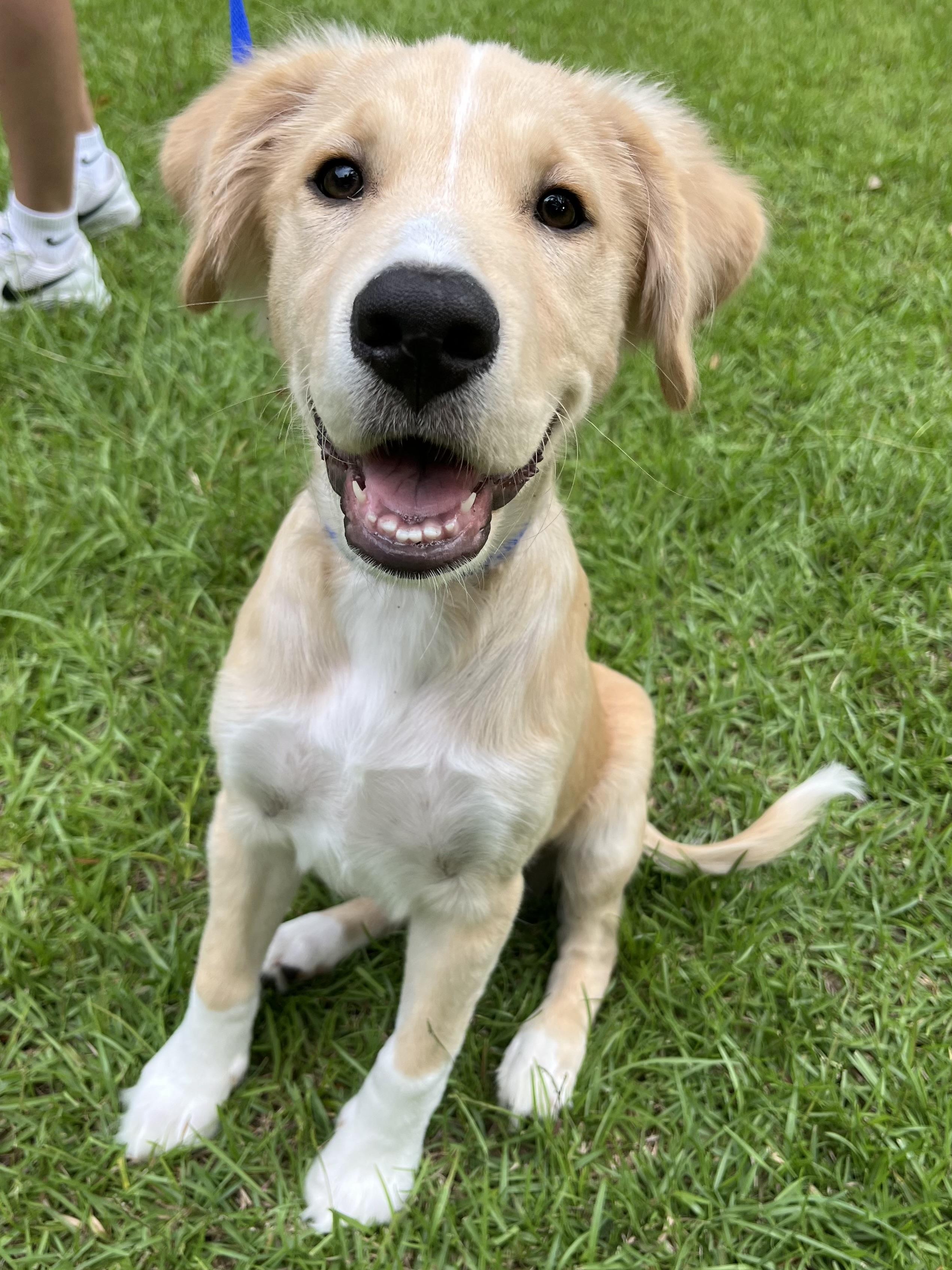 Enlarge Buddy, an adopted mixed breed in Barnwell , SC image 6/6
