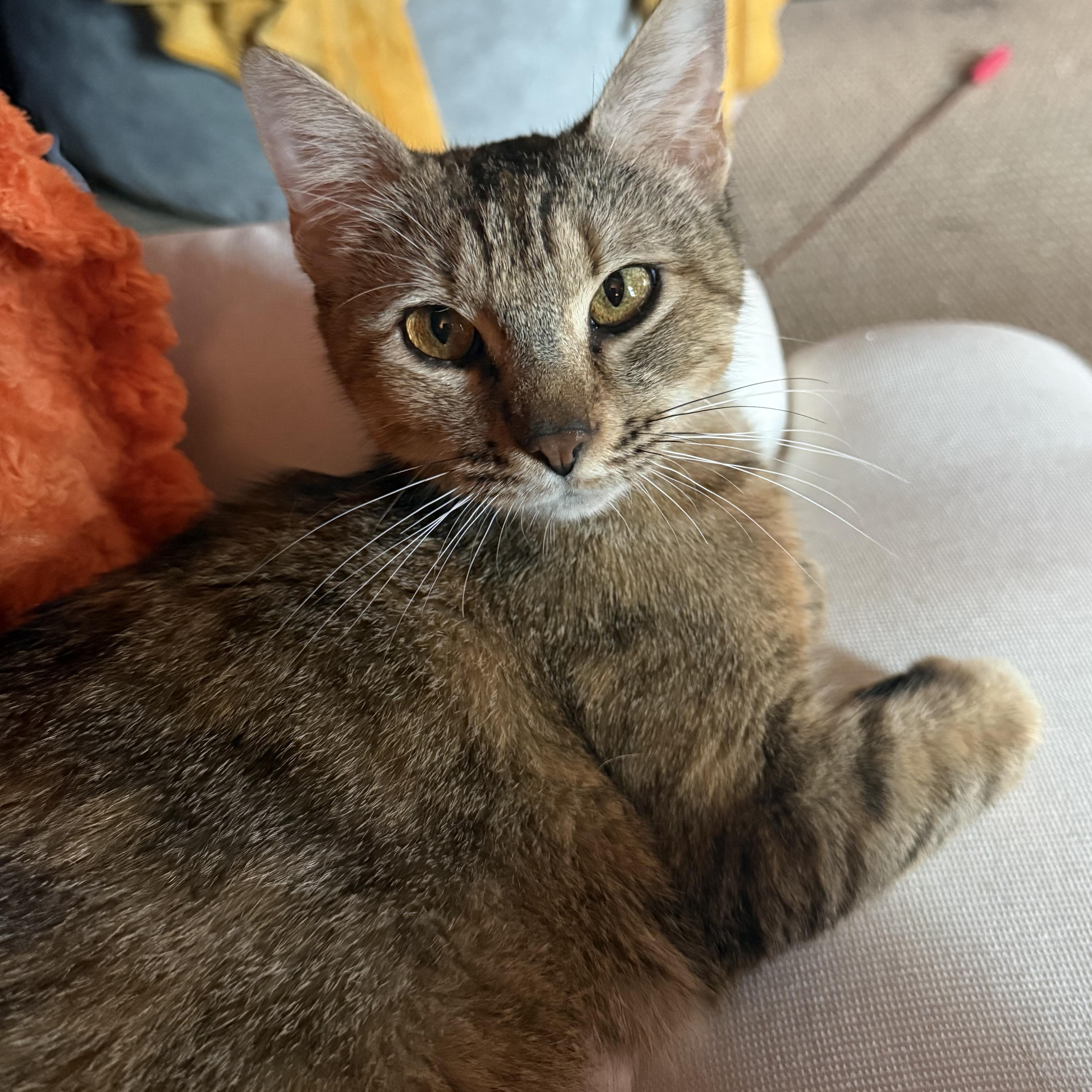 Belle, ADOPTABLE, Adult Female Domestic Short Hair.