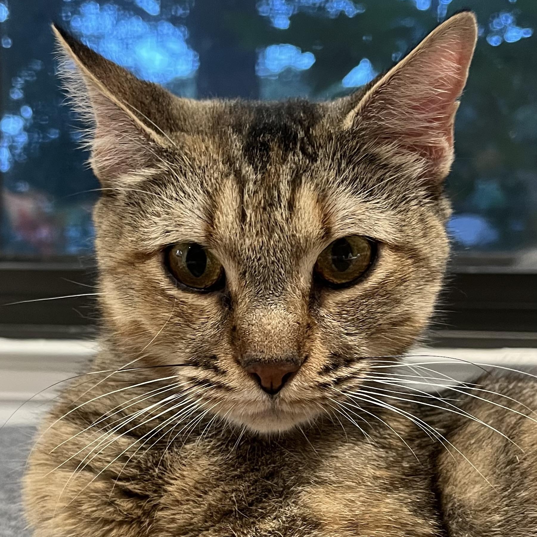 Belle, ADOPTABLE, Young Female Domestic Short Hair.