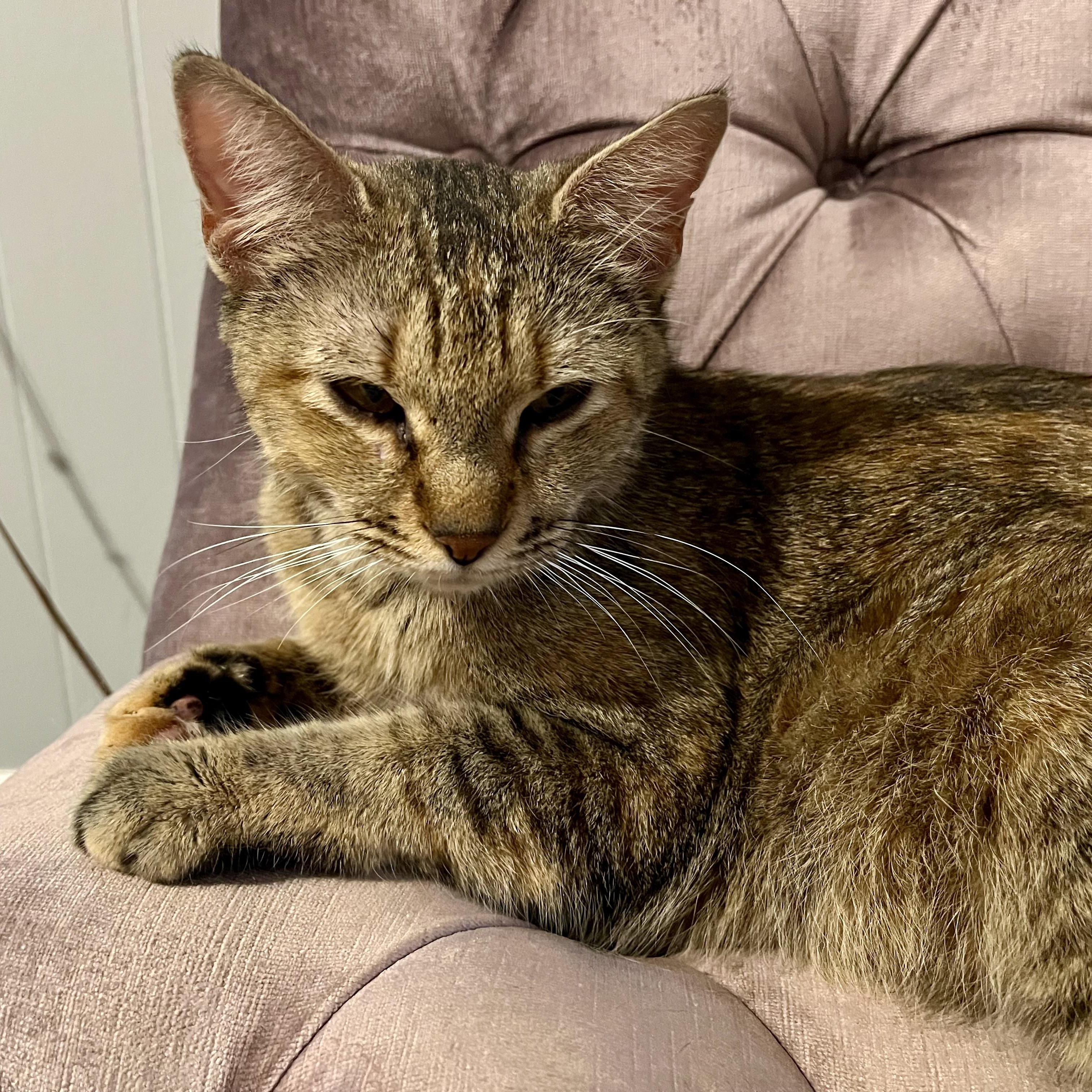 Belle, a ADOPTABLE Domestic Short Hair in Memphis, TN image 3/6