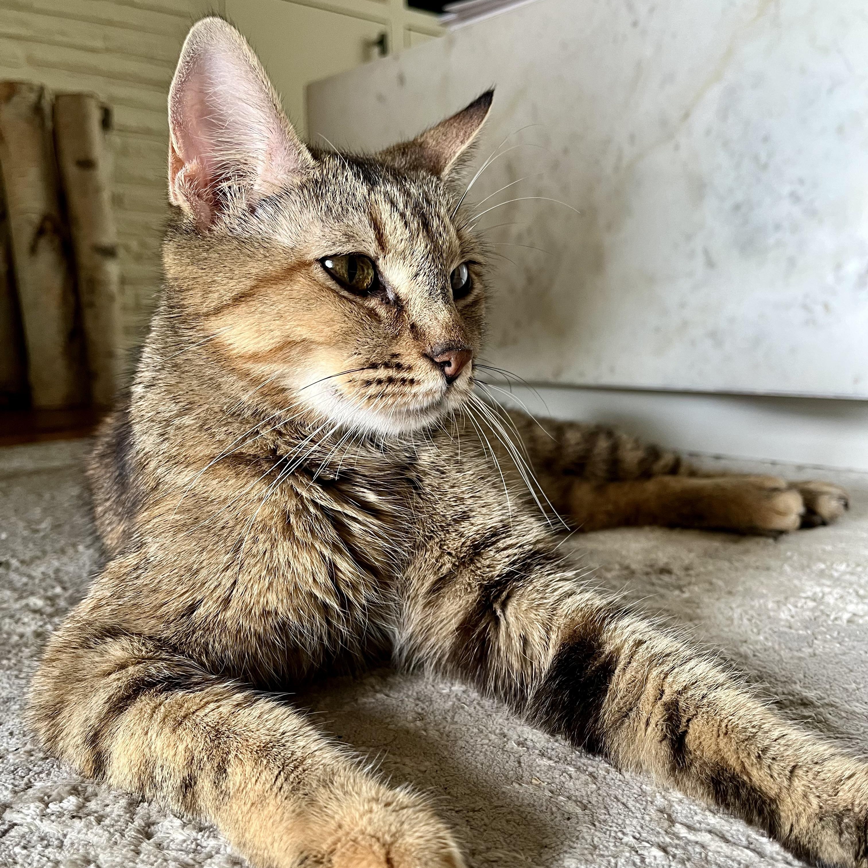 Belle, a ADOPTABLE Domestic Short Hair in Memphis, TN image 4/6