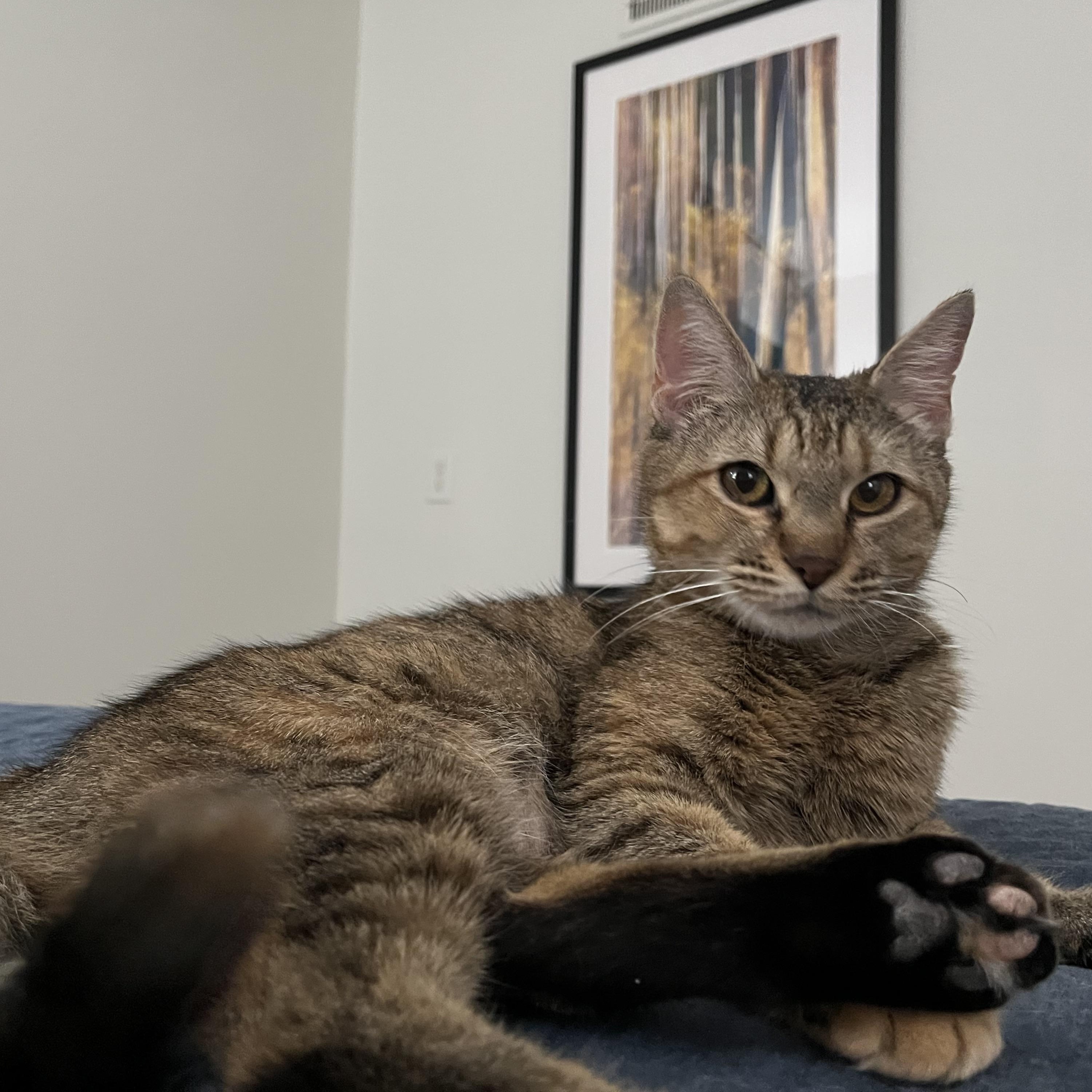 Belle, a ADOPTABLE Domestic Short Hair in Memphis, TN image 6/6