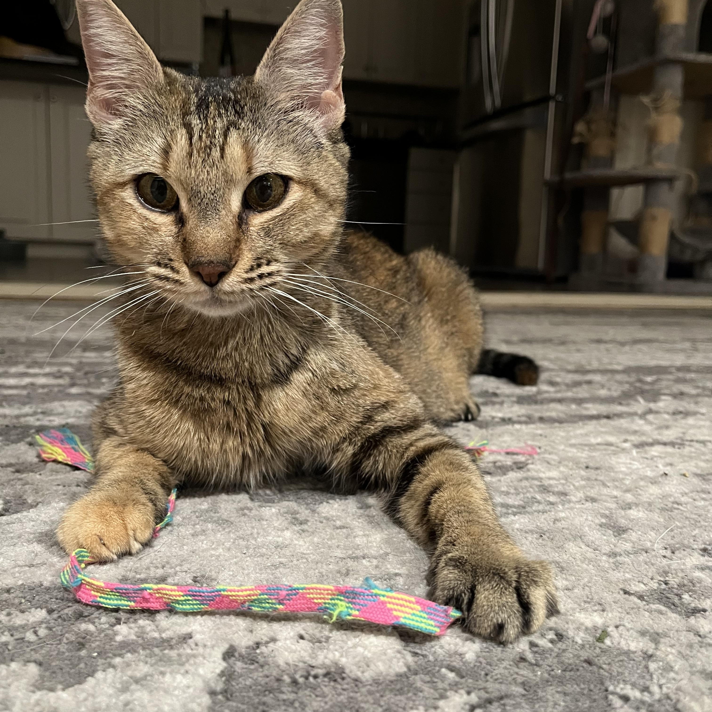 Belle, ADOPTABLE, Young Female Domestic Short Hair.