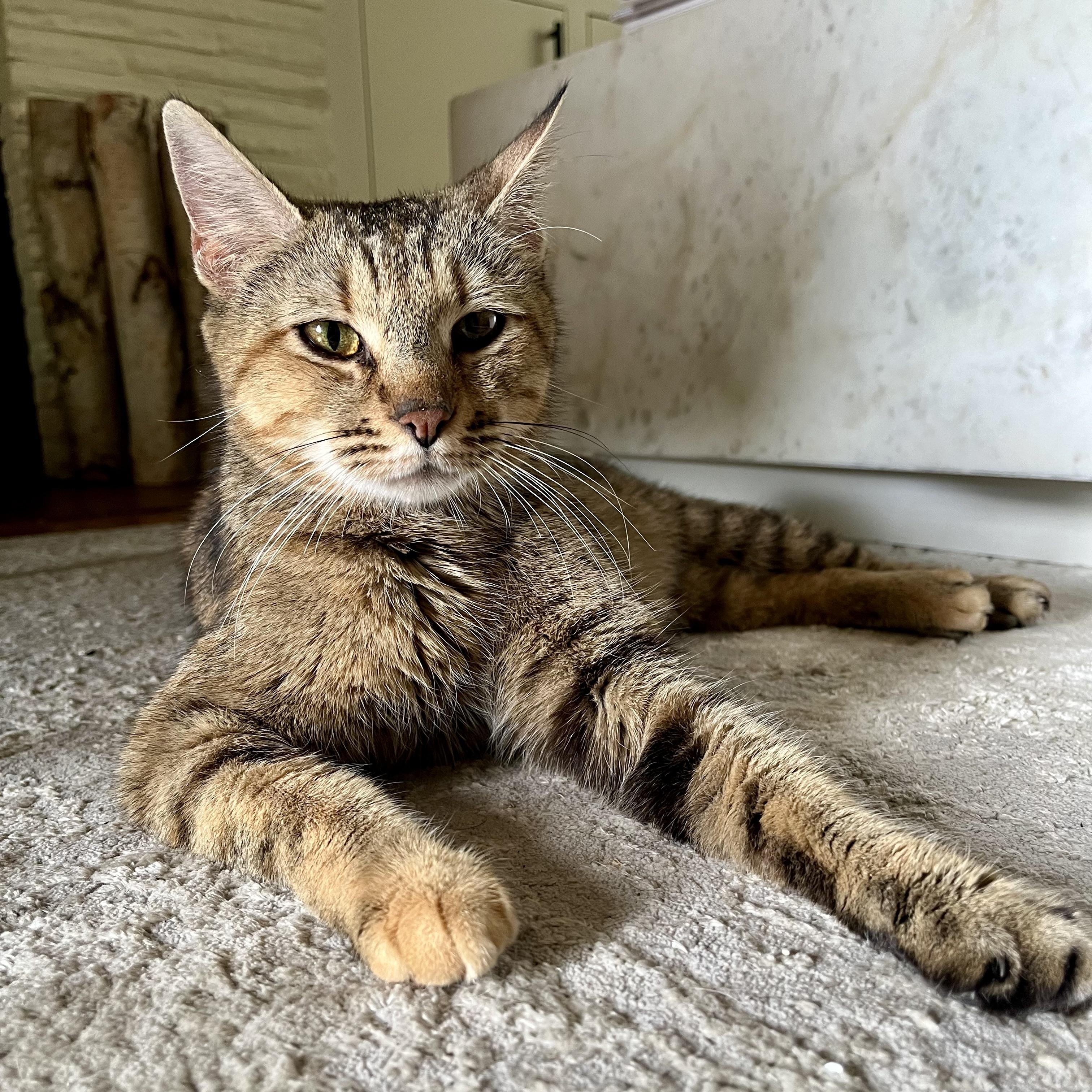 Belle, a ADOPTABLE Domestic Short Hair in Memphis, TN image 1/6