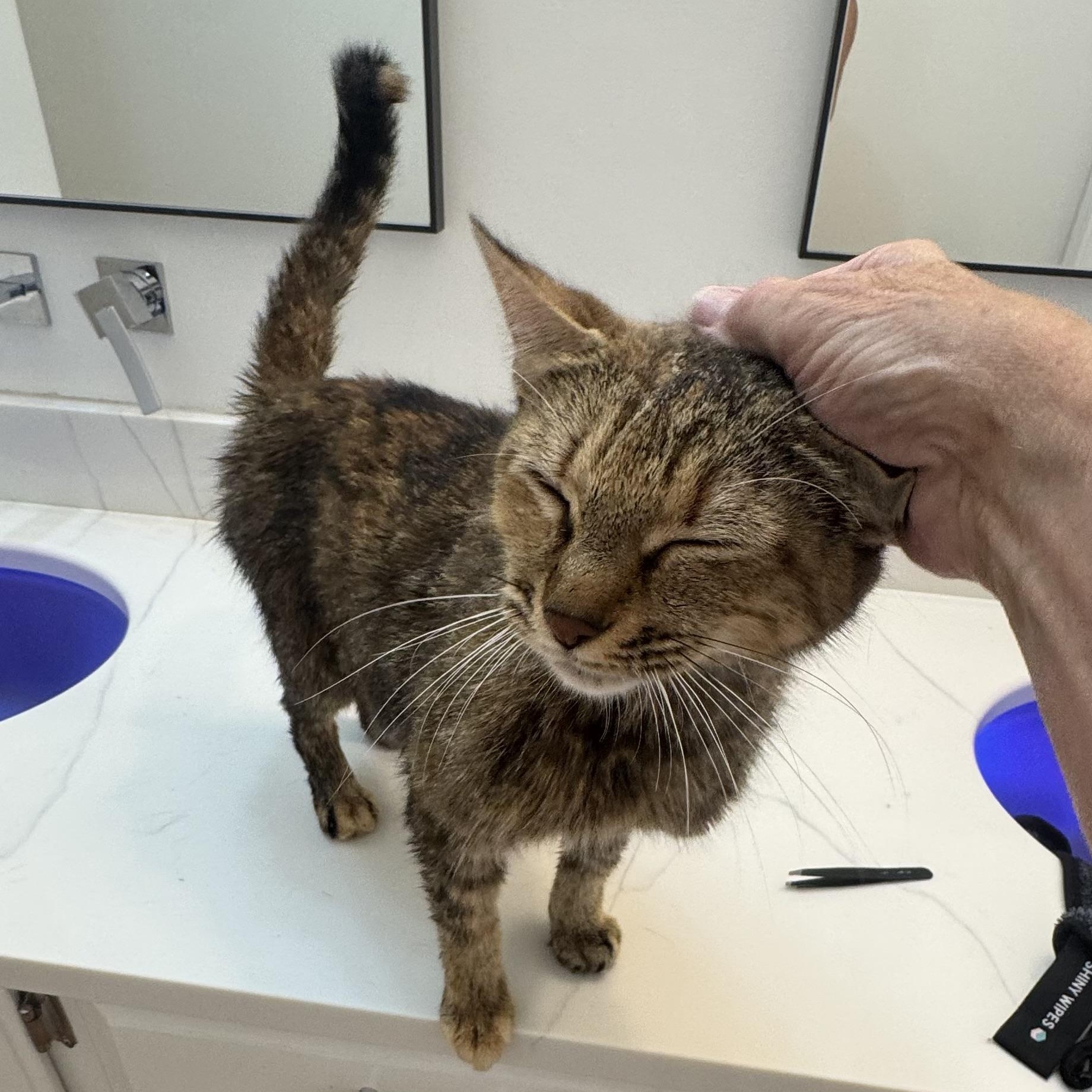 Belle, a ADOPTABLE Domestic Short Hair in Memphis, TN image 5/6