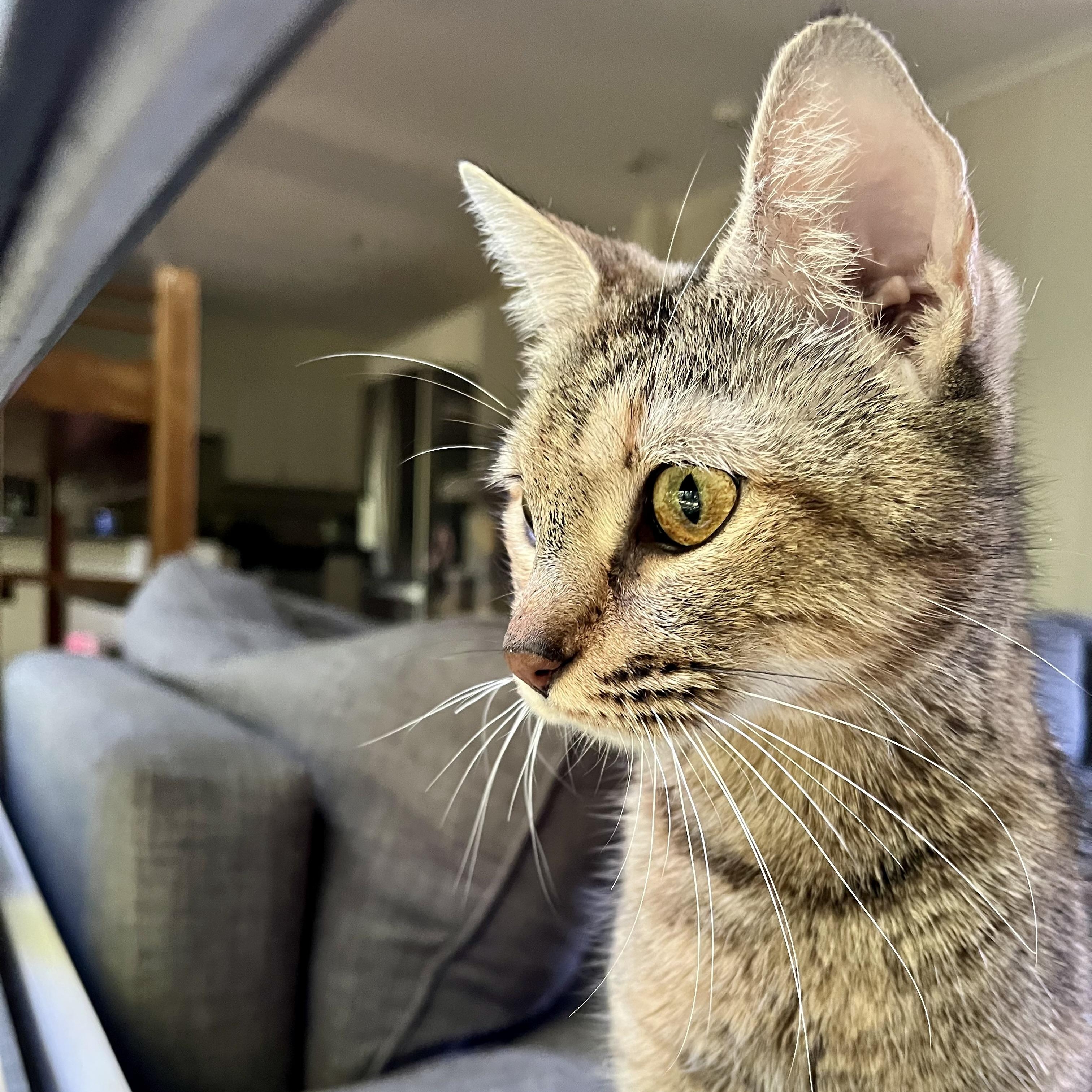 Belle, a ADOPTABLE Domestic Short Hair in Memphis, TN image 2/6