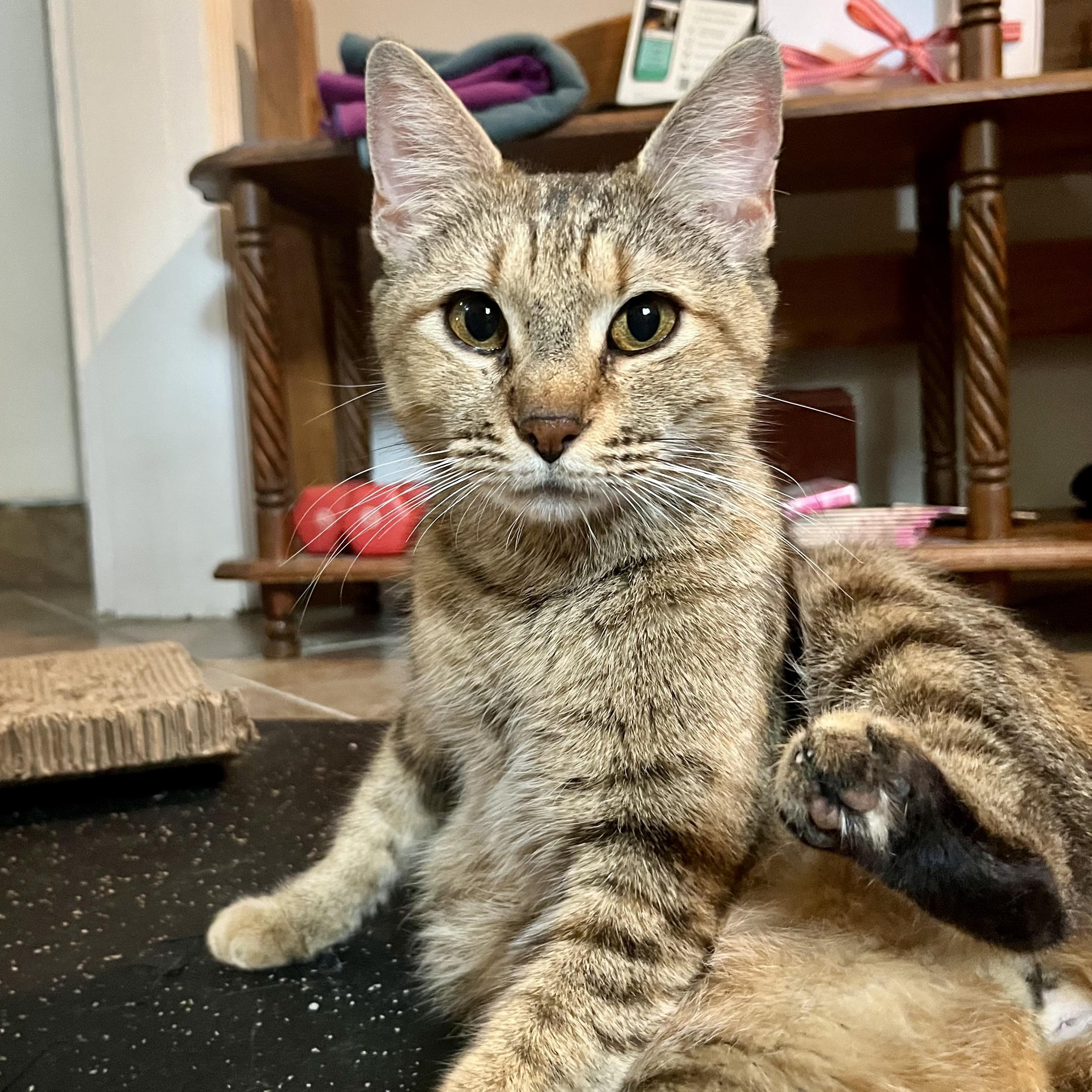 Belle, a ADOPTABLE Domestic Short Hair in Memphis, TN image 6/6