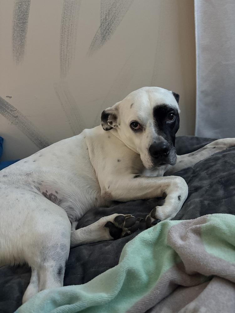 Petey, Adoptable, Adult Male Pit Bull Terrier.