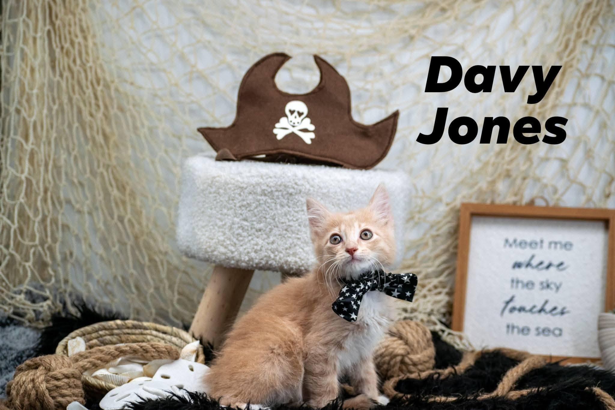 Davy Jones, ADOPTABLE, Kitten Female Domestic Short Hair.