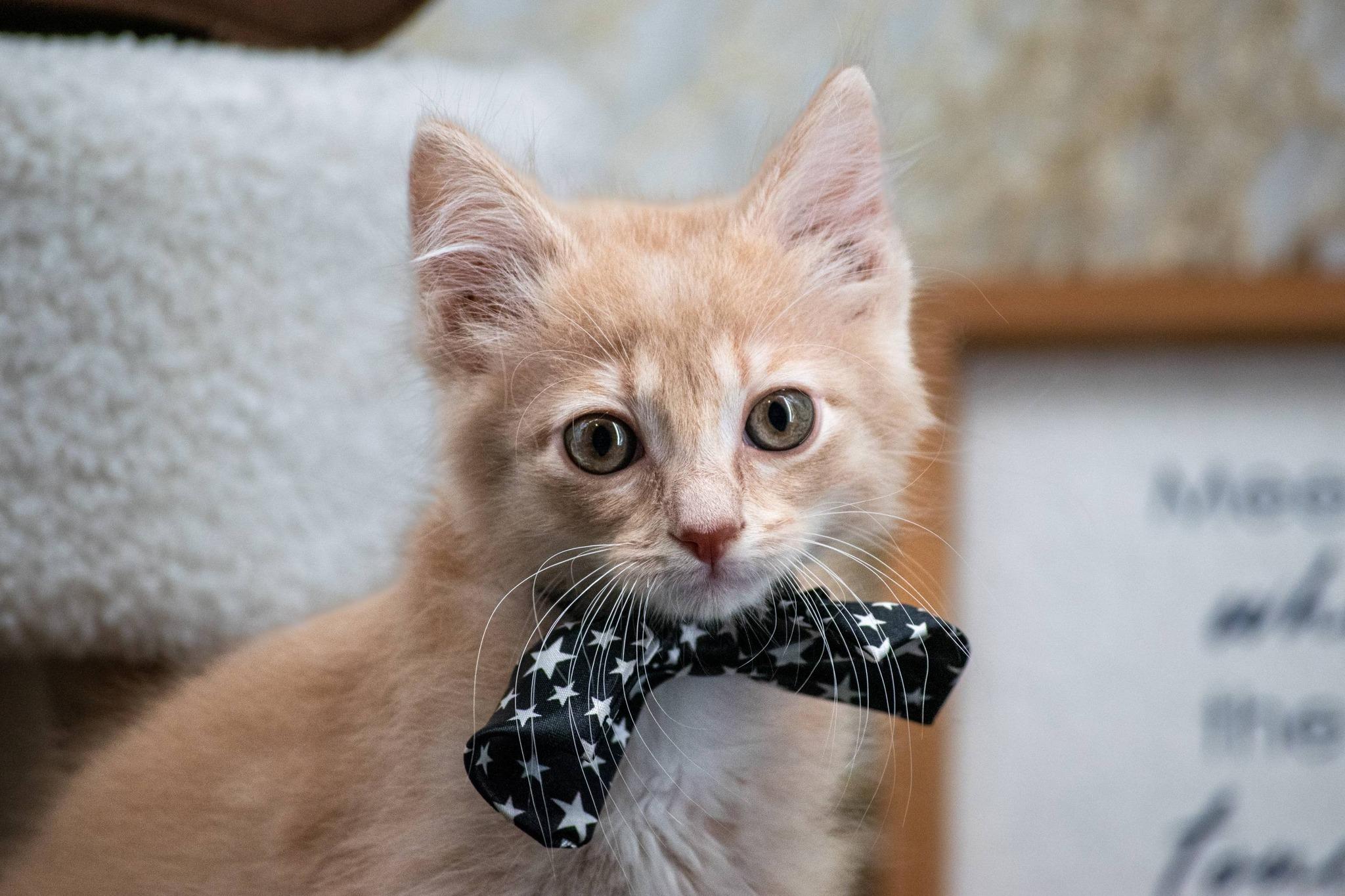 Davy Jones, a ADOPTABLE Domestic Short Hair in Sevierville, TN image 3/3