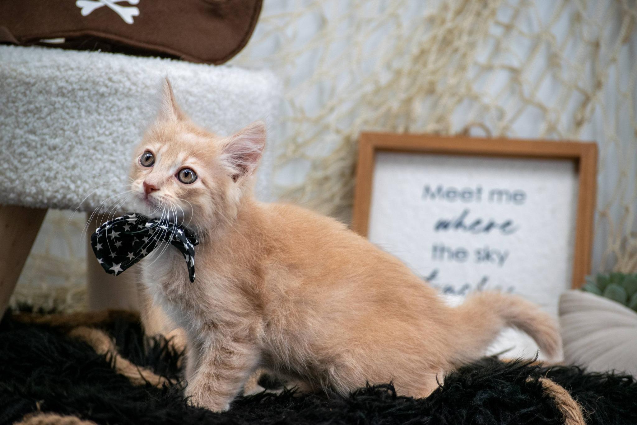 Davy Jones, a ADOPTABLE Domestic Short Hair in Sevierville, TN image 2/3