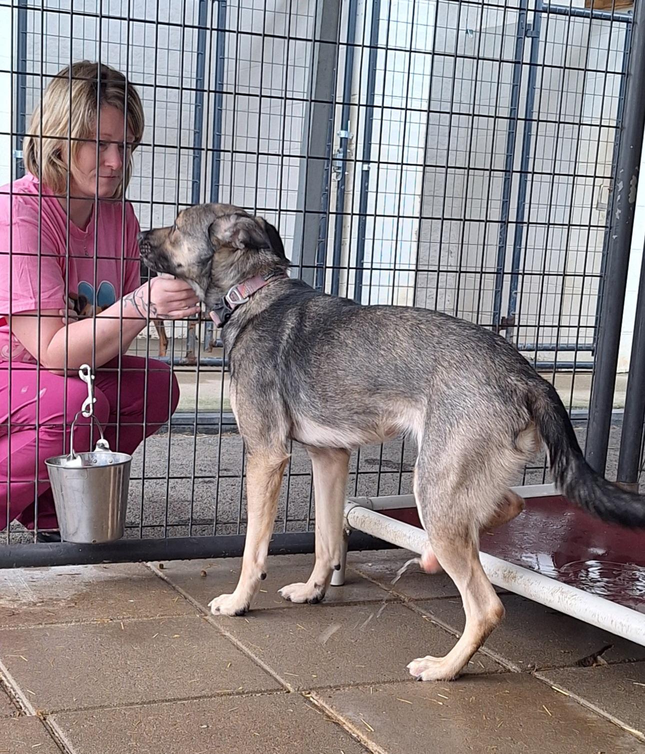 Enlarge Adaline, a ADOPTABLE mixed breed in Stanton, KY image 6/6