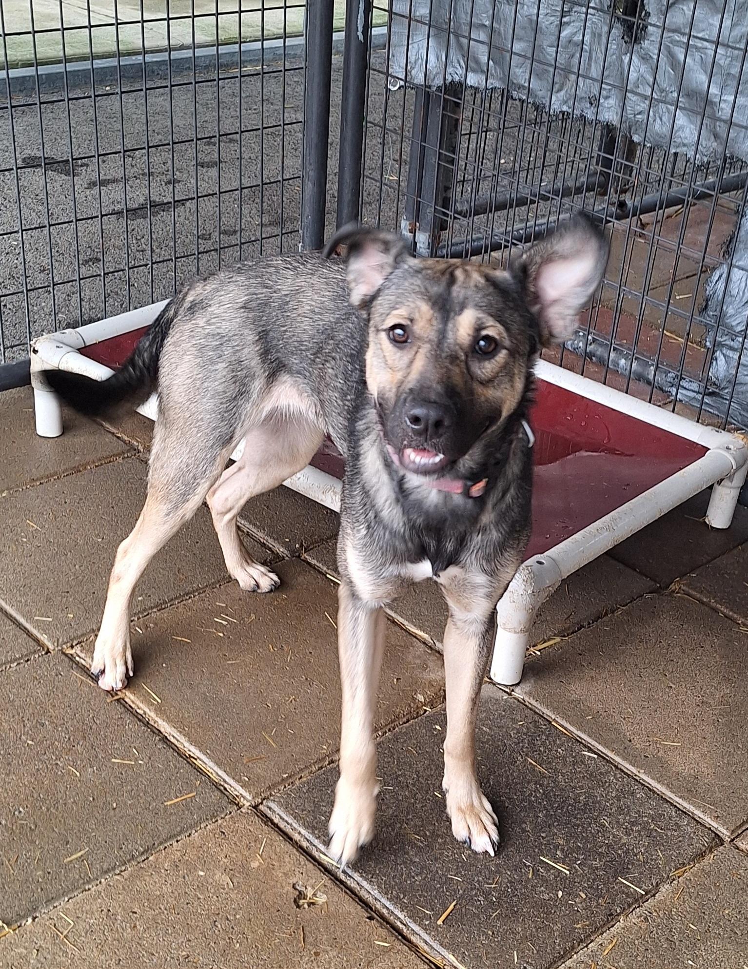 Enlarge Adaline, a ADOPTABLE mixed breed in Stanton, KY image 4/6