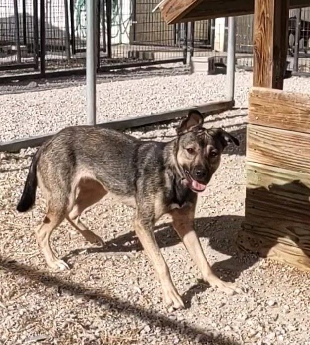 Enlarge Adaline, a ADOPTABLE mixed breed in Stanton, KY image 5/6