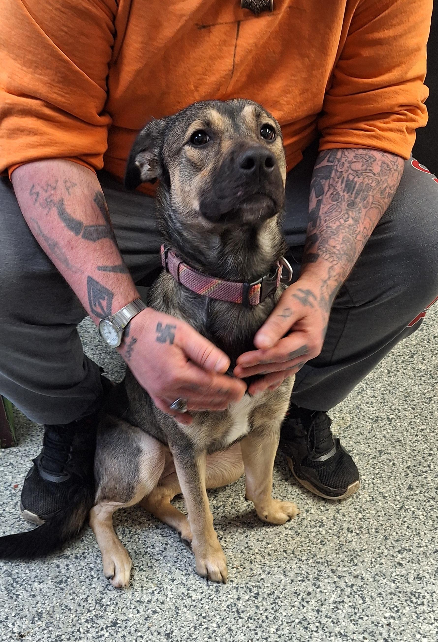 Enlarge Adaline, a ADOPTABLE mixed breed in Stanton, KY image 3/6