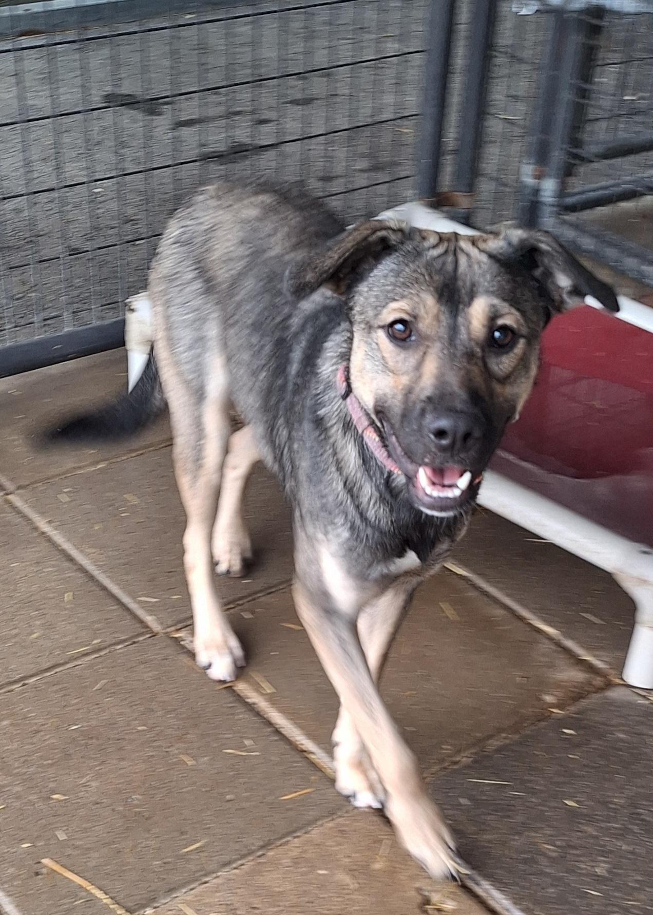 Enlarge Adaline, a ADOPTABLE mixed breed in Stanton, KY image 1/6