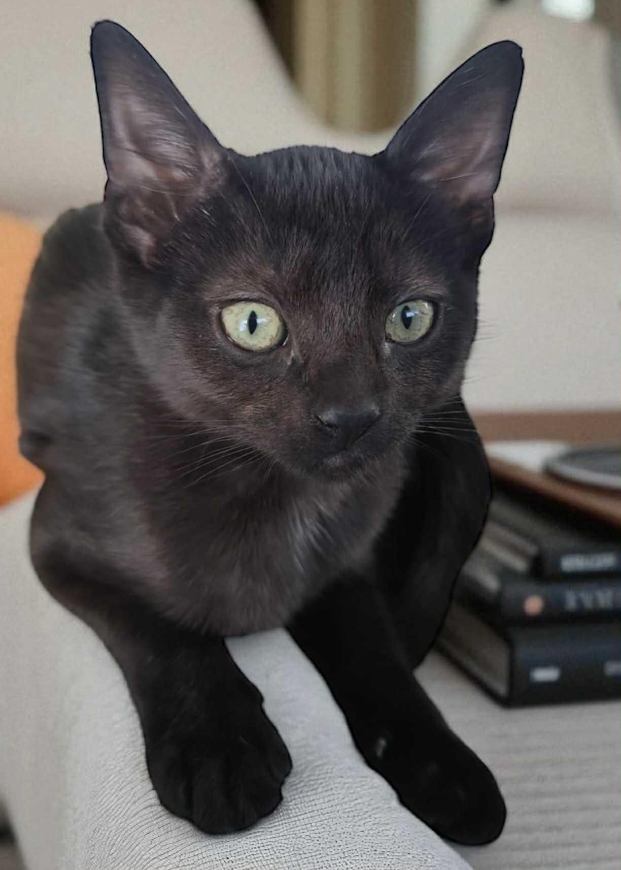 Enlarge Kelsey, a Adopted Domestic Short Hair in Lexington, MO image 1/4