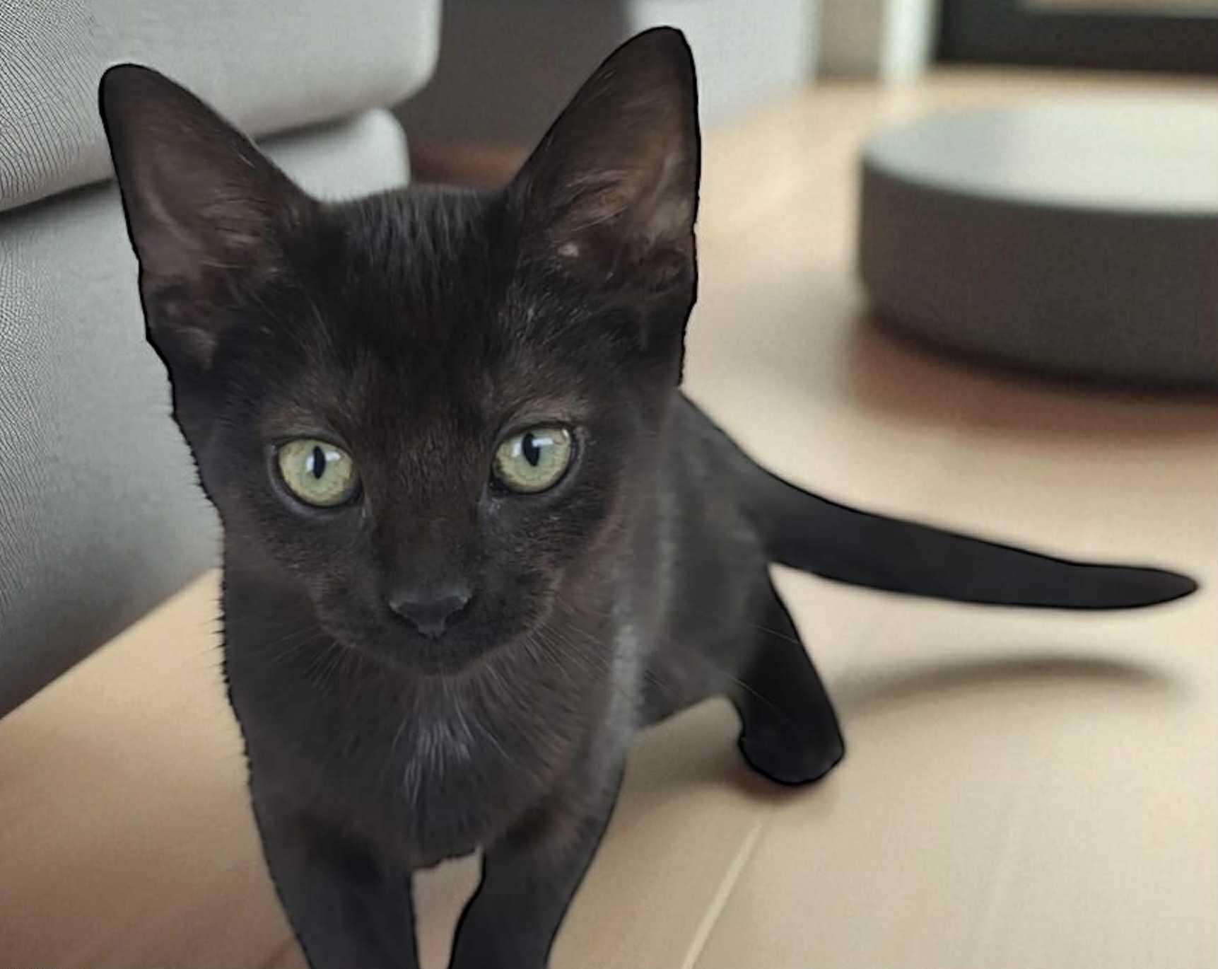 Enlarge Kelsey, a Adopted Domestic Short Hair in Lexington, MO image 3/4