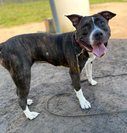 180073 Kali (Off Site Foster)