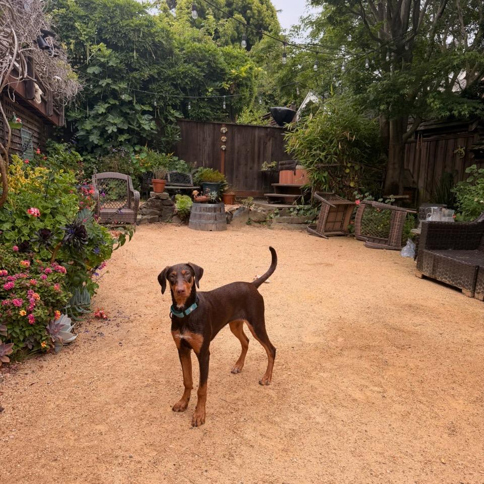 PENELOPE, Adoptable, Young Female Doberman Pinscher & Mixed Breed.
