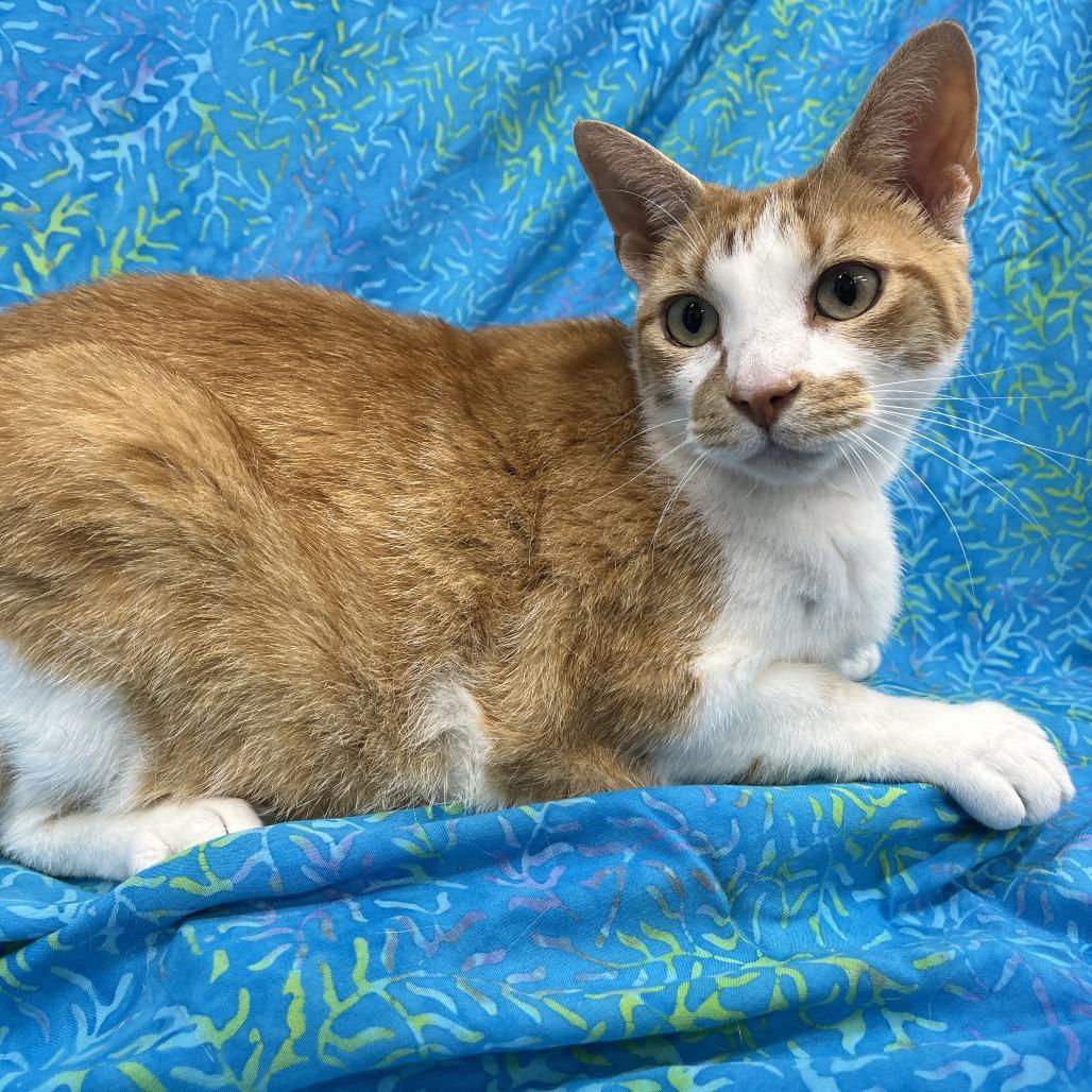 Enlarge Mustache, a Adoptable Domestic Short Hair in Folsom, LA image 1/2