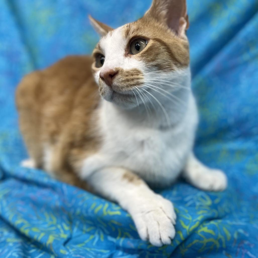 Enlarge Mustache, a Adoptable Domestic Short Hair in Folsom, LA image 2/2