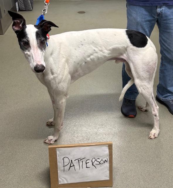 Enlarge CGs Patterson (Patterson), a Adopted Greyhound in Tarpon Springs, FL image 1/5