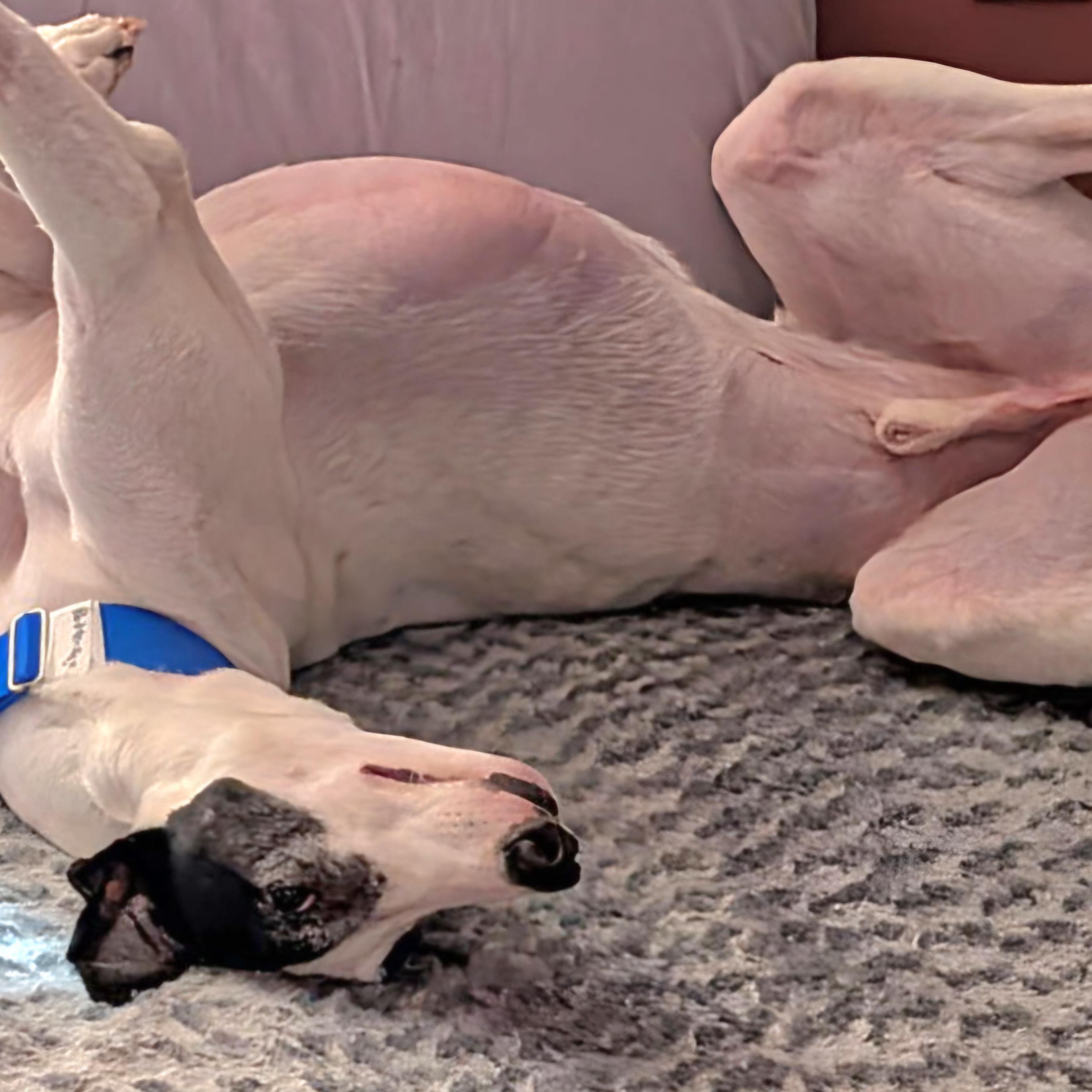 Enlarge CGs Patterson (Patterson), a Adopted Greyhound in Tarpon Springs, FL image 2/5