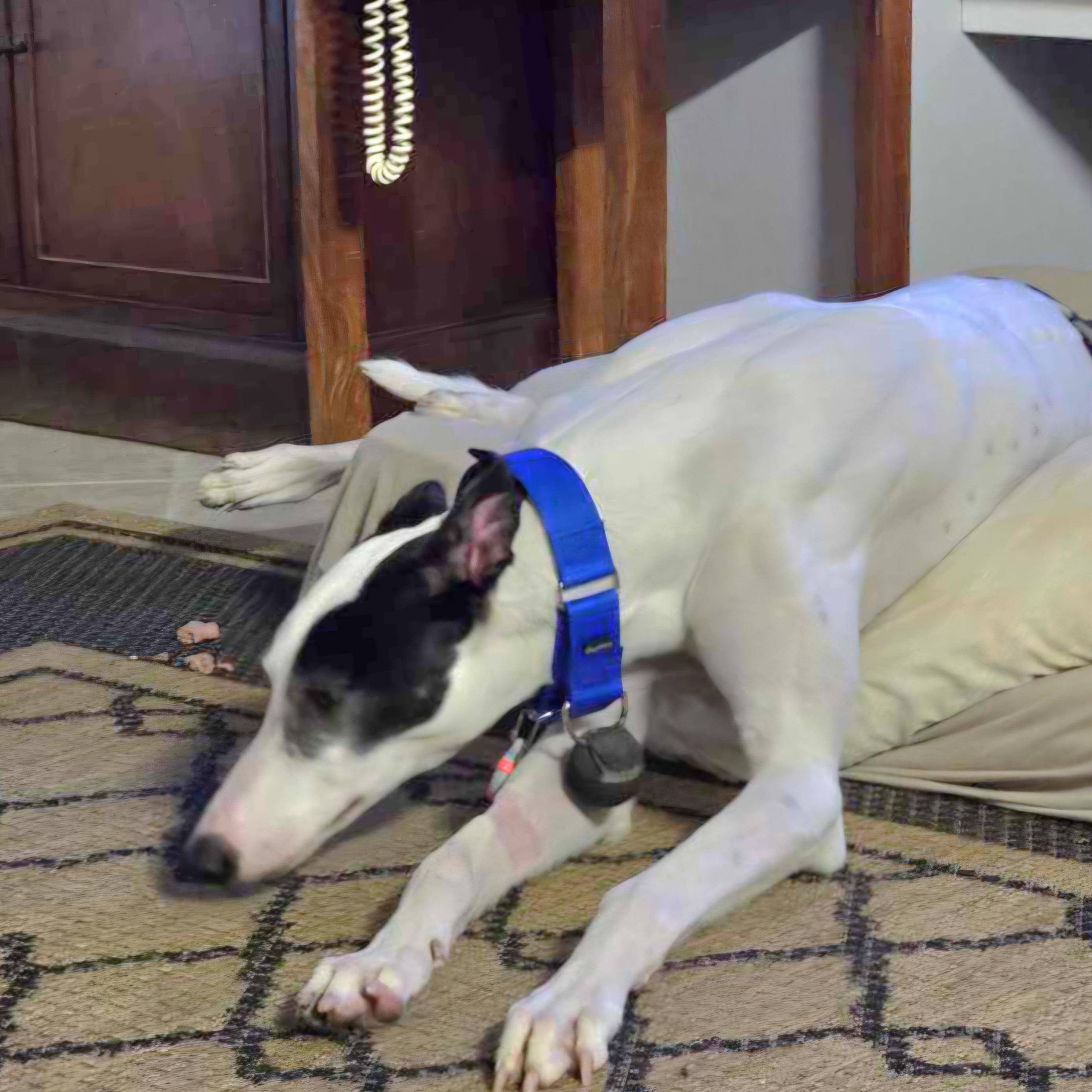 Enlarge CGs Patterson (Patterson), a Adopted Greyhound in Tarpon Springs, FL image 3/5
