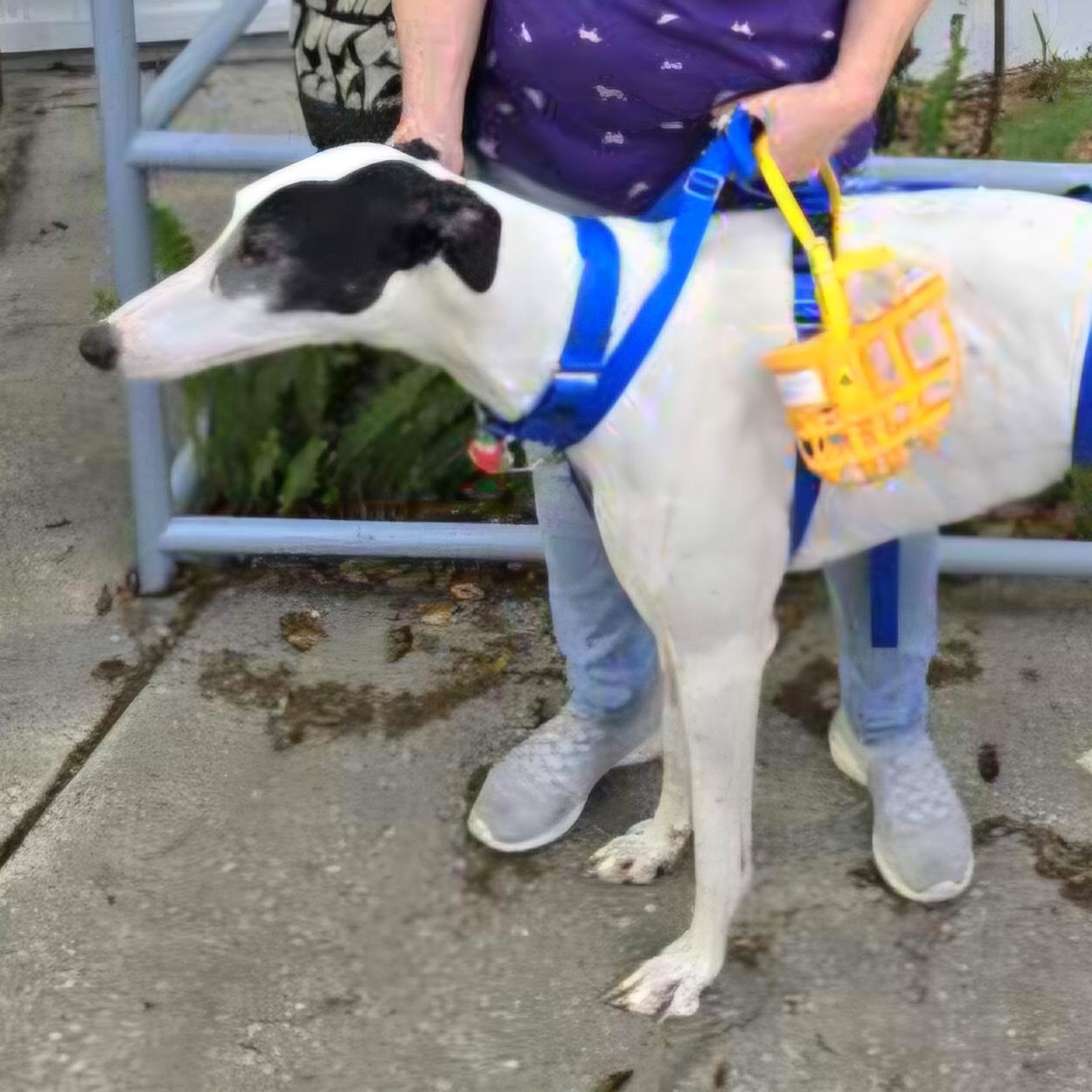 Enlarge CGs Patterson (Patterson), a Adopted Greyhound in Tarpon Springs, FL image 4/5