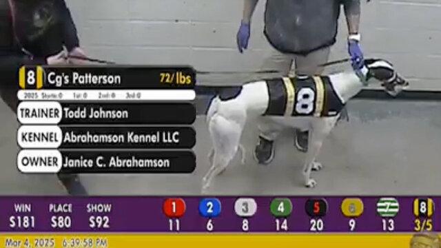 Enlarge CGs Patterson (Patterson), a Adopted Greyhound in Tarpon Springs, FL image 5/5