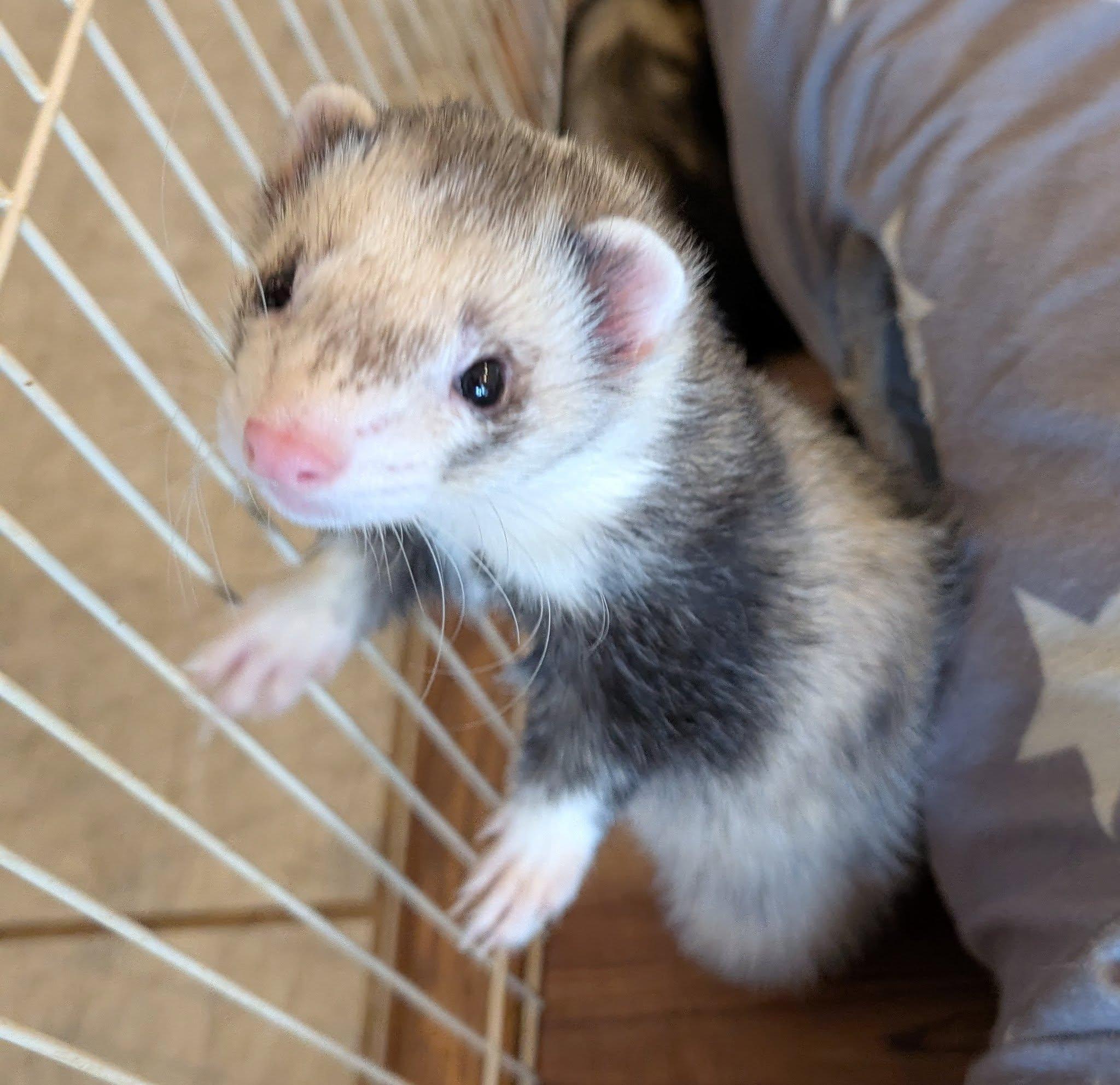 Elvis and Elton, a Adoptable Ferret in Brandy Station, VA image 1/4