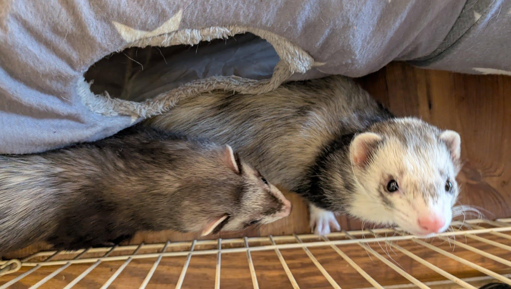Elvis and Elton, a Adoptable Ferret in Brandy Station, VA image 2/4