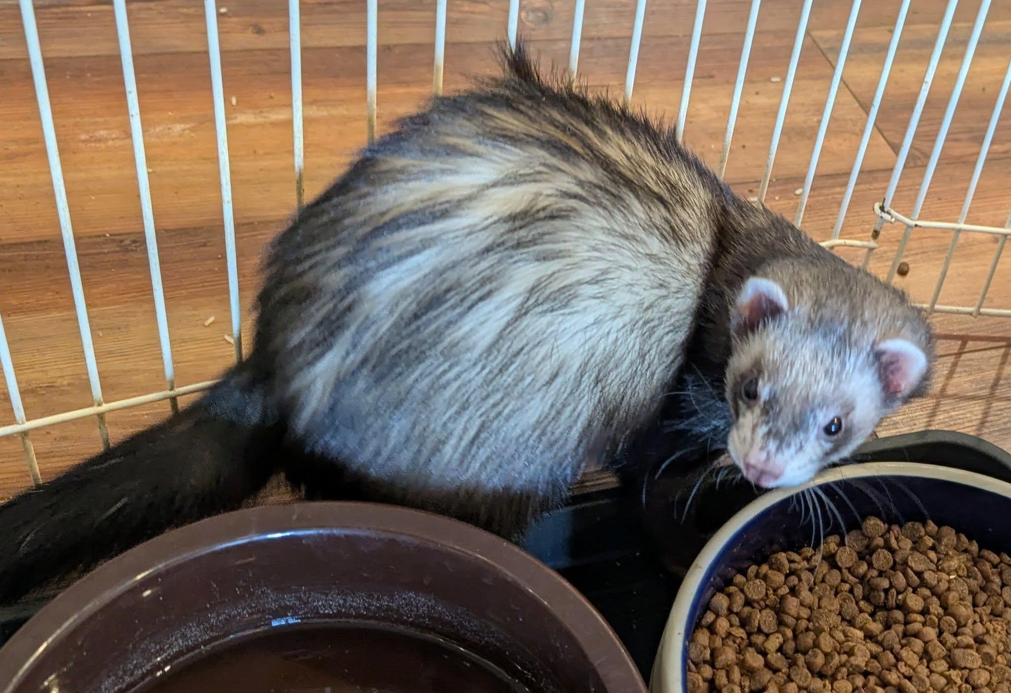 Elvis and Elton, a Adoptable Ferret in Brandy Station, VA image 4/4