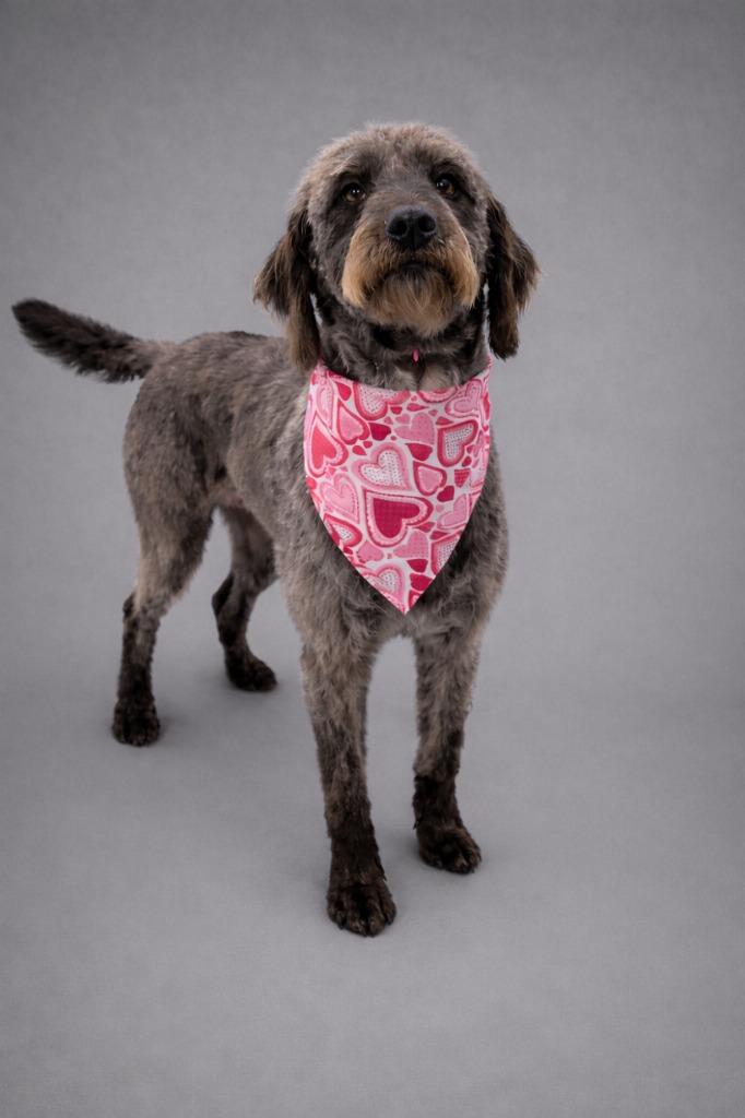 Lacy, Adopted, Young Female Poodle & Mixed Breed.