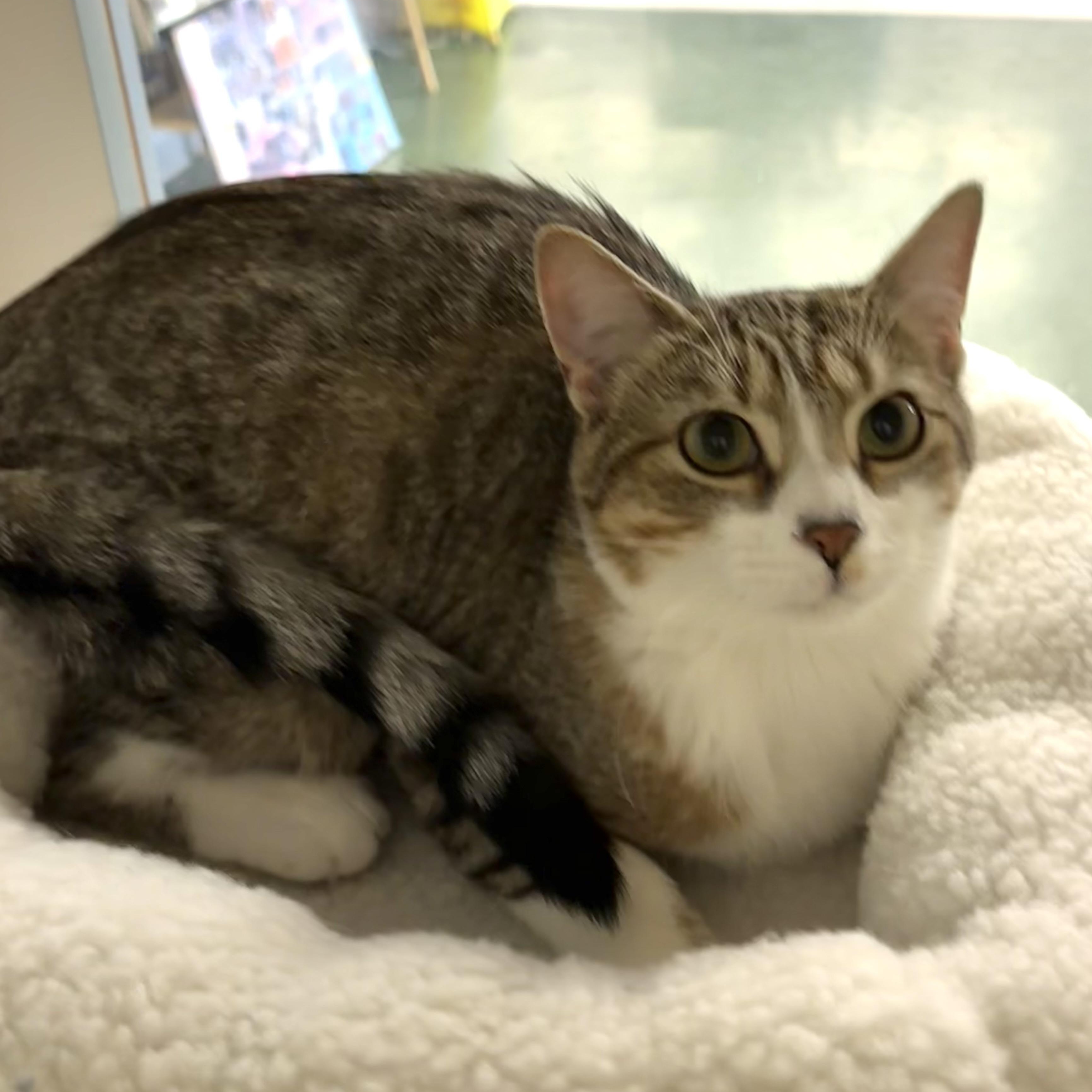 Enlarge GRETTA, a ADOPTABLE Domestic Short Hair in Schnecksville, PA image 5/5