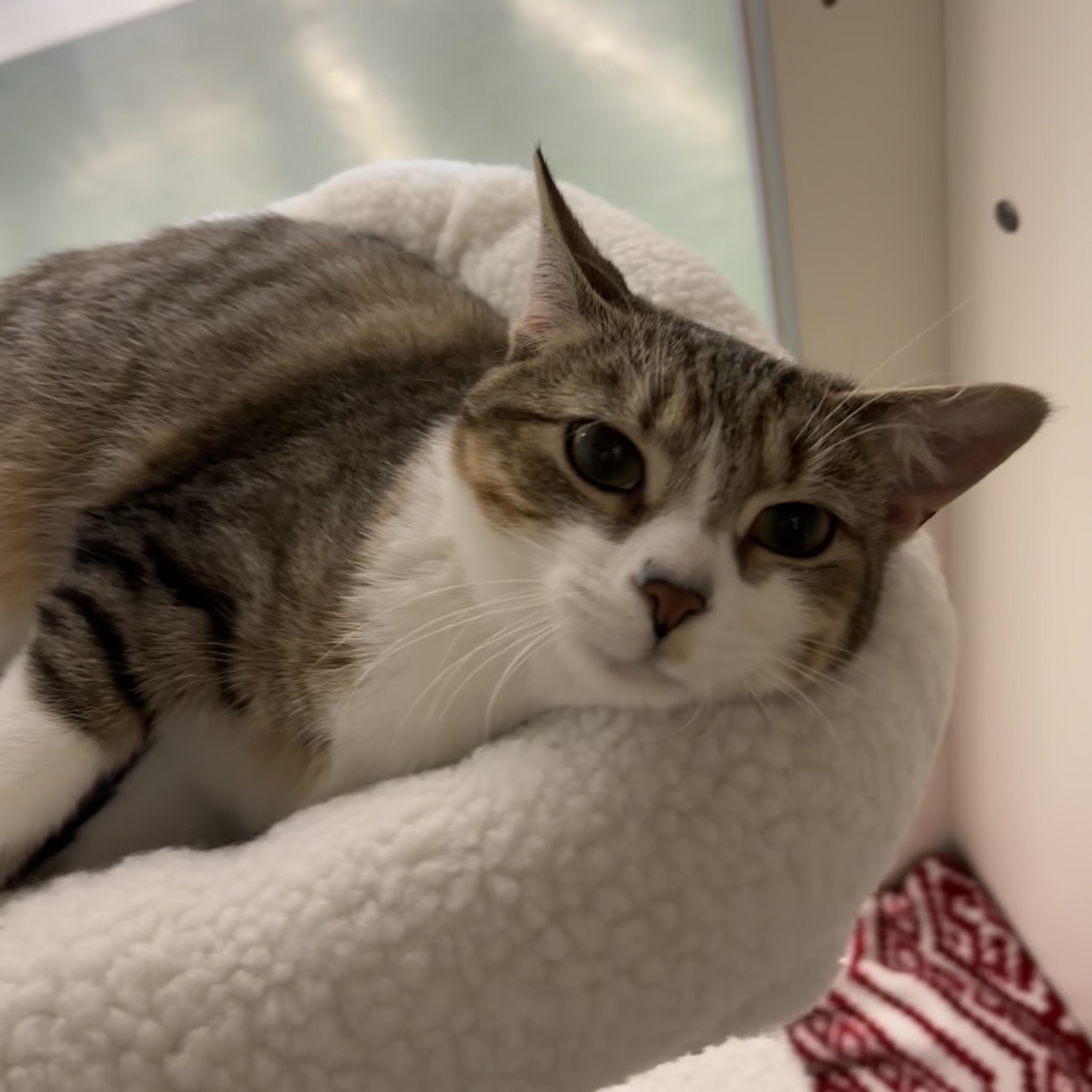 Enlarge GRETTA, a ADOPTABLE Domestic Short Hair in Schnecksville, PA image 2/5