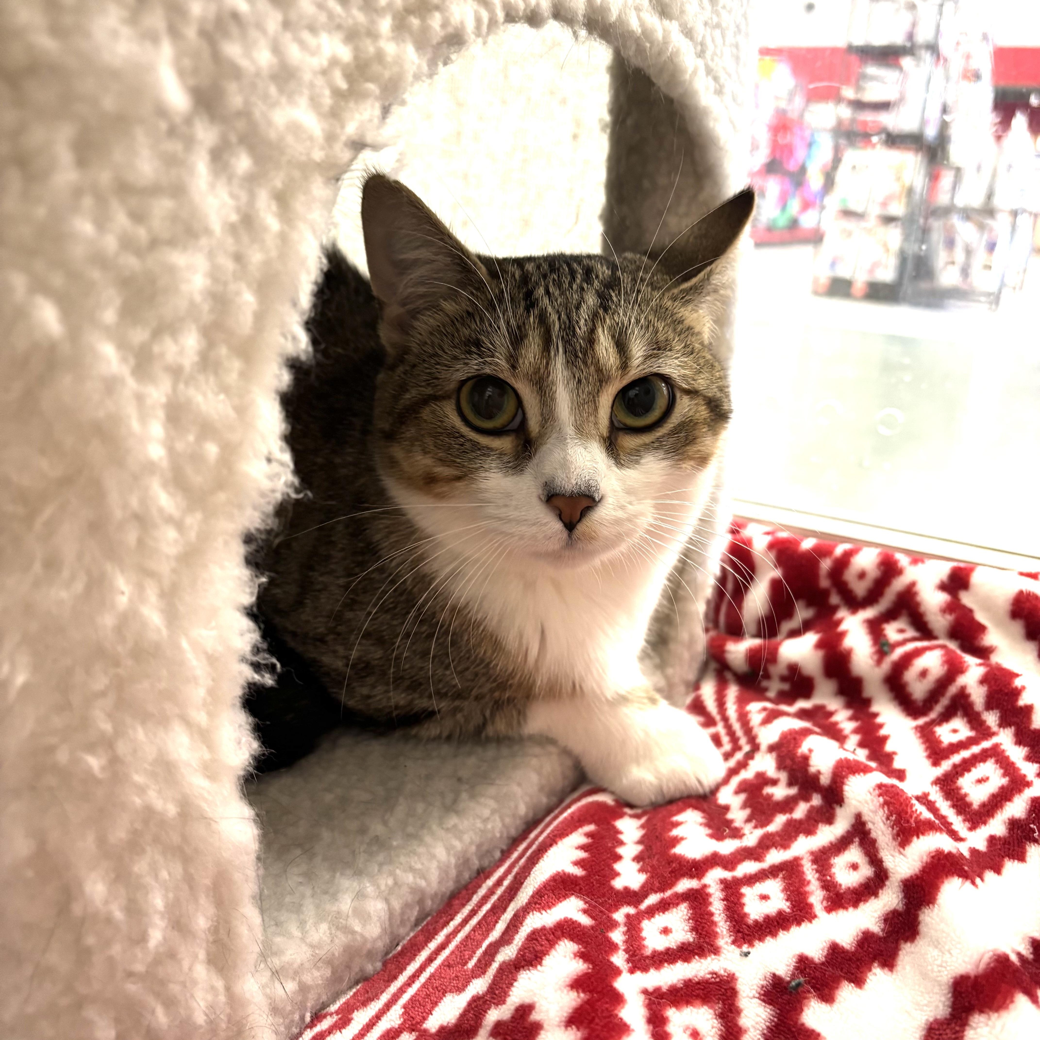 Enlarge GRETTA, a ADOPTABLE Domestic Short Hair in Schnecksville, PA image 4/5