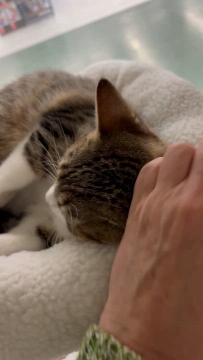 Enlarge GRETTA, a ADOPTABLE Domestic Short Hair in Schnecksville, PA video 3/5