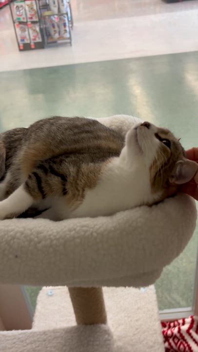 Enlarge GRETTA, a ADOPTABLE Domestic Short Hair in Schnecksville, PA video 1/5