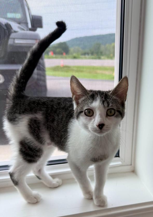Lily, Adoptable, Kitten Female Tiger.