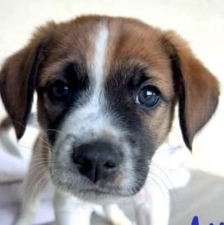 Enlarge Aji, a Adoptable Mixed Breed in Chino valley, AZ image 1/2