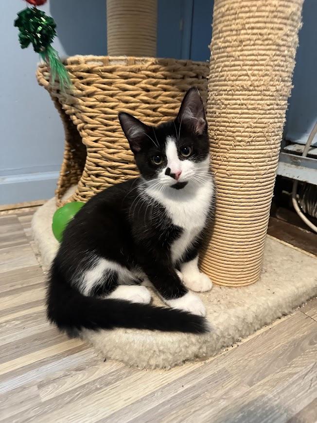 Tippy, ADOPTABLE, Kitten Female American Shorthair.