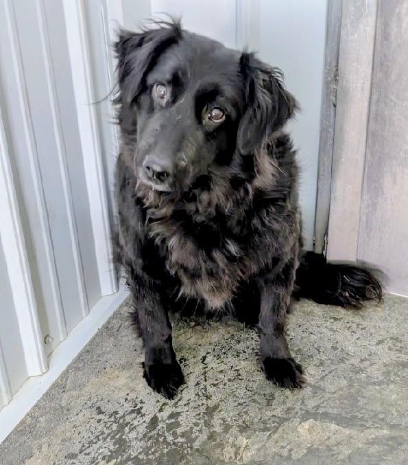 Enlarge Cuddles, an adopted mixed breed in Scottsburg, IN image 2/2