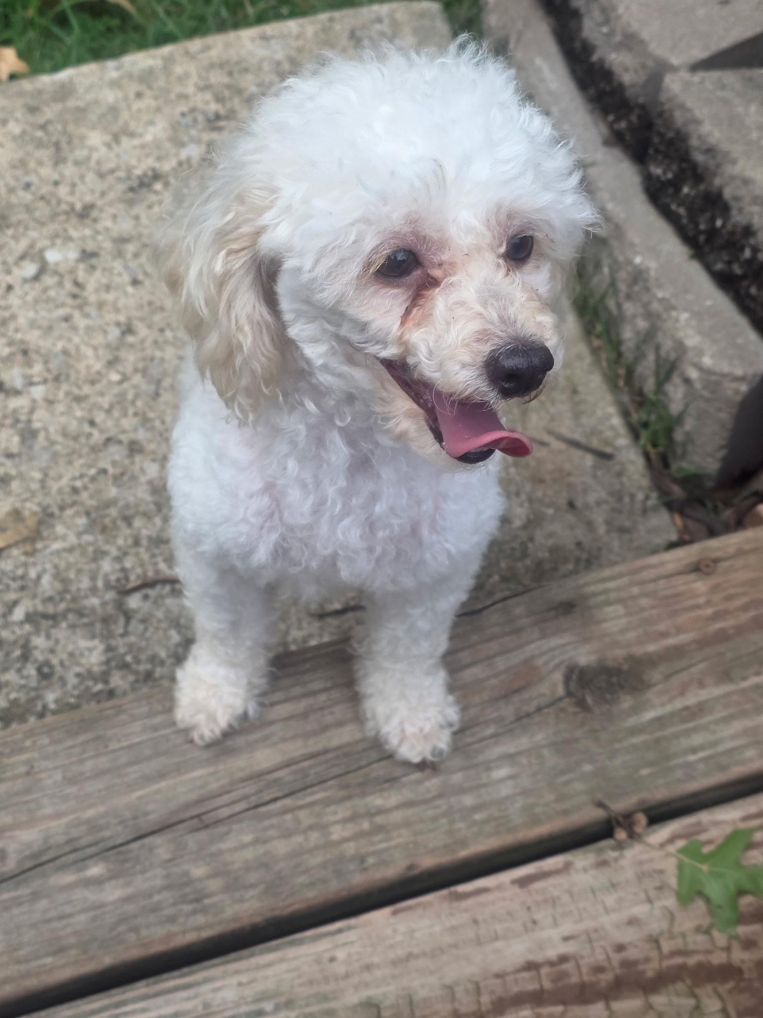 Mary, an adopted Poodle in Overland Park, KS image 3/3
